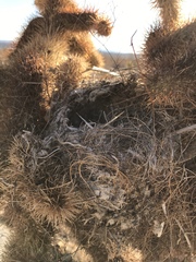 Campylorhynchus brunneicapillus