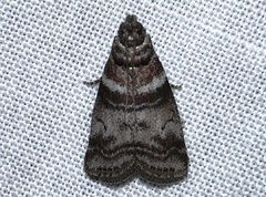 Sciota uvinella
