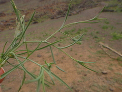 Bupleurum semicompositum