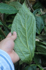 Elatostema oblongifolium