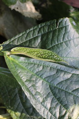 Elatostema oblongifolium