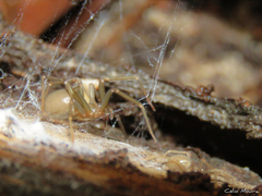 Loxosceles amazonica