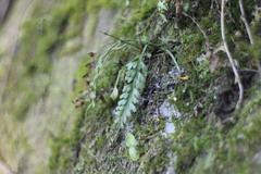 Asplenium prolongatum