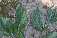 Elatostema oblongifolium