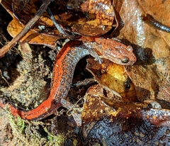 Plethodon ventralis