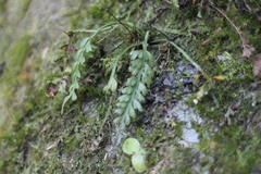 Asplenium prolongatum