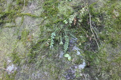 Asplenium prolongatum