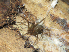 Loxosceles amazonica