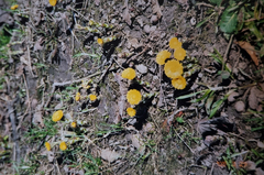 Tussilago farfara