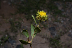 Grindelia cabrerae