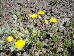 Trichoptilium incisum