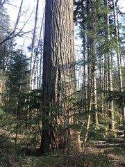 Pseudotsuga