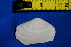 Mactrotoma californica