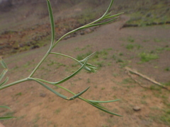Bupleurum semicompositum