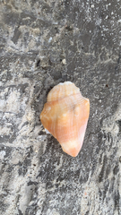 Strombus alatus