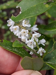 Cliftonia monophylla