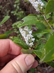 Cliftonia monophylla
