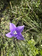 Wahlenbergia undulata