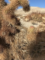 Campylorhynchus brunneicapillus