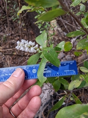 Cliftonia monophylla