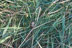 Locustella luscinioides