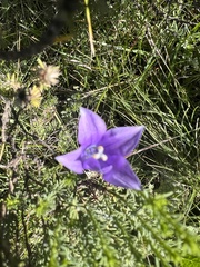 Wahlenbergia undulata