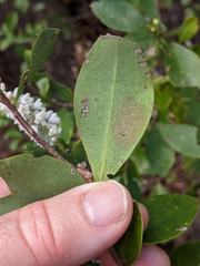 Cliftonia monophylla