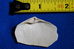 Mactrotoma californica