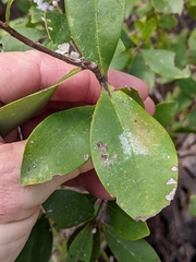 Cliftonia monophylla