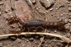 Bothriurus cordubensis