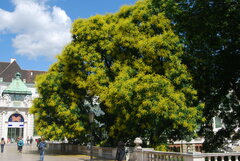 Koelreuteria paniculata