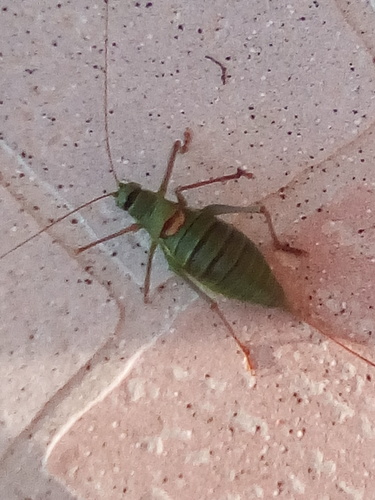 Western Saddle Bush-cricket, dallet, photo 7 of 10