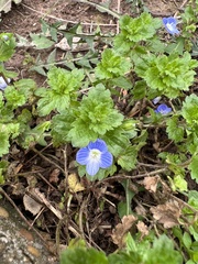Veronica persica
