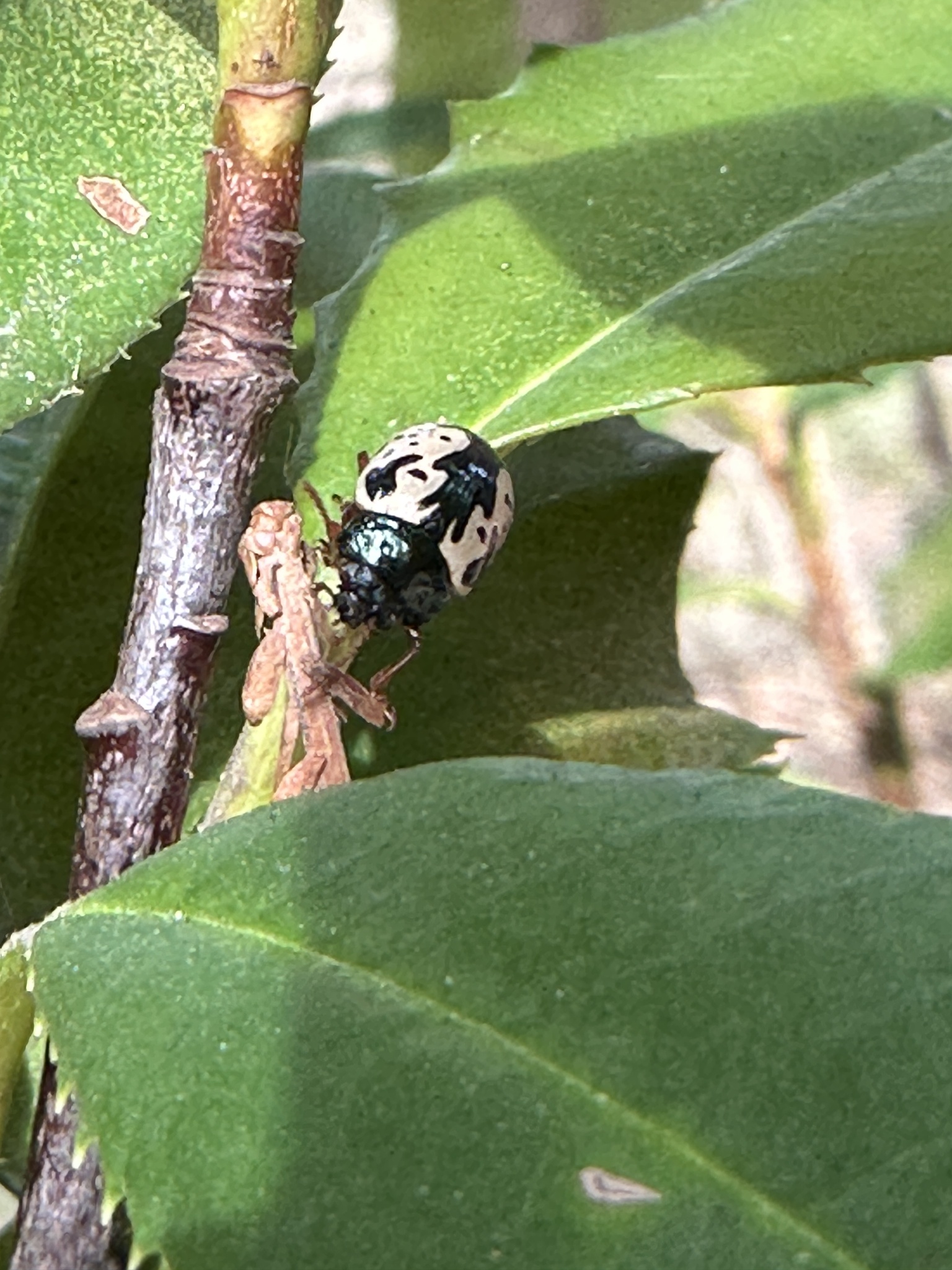 Calligrapha scalaris (J.E.LeConte, 1824)