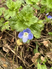 Veronica persica