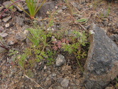 Torilis leptophylla