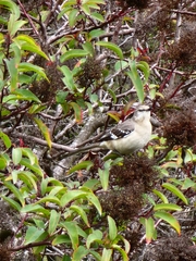 Mimus polyglottos