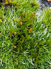 Orthotrichum anomalum