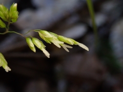 Anthoxanthum occidentale