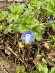 Veronica persica