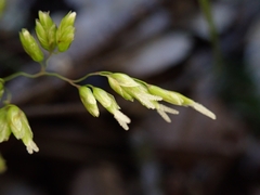 Anthoxanthum occidentale