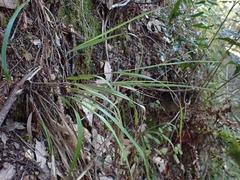 Anthoxanthum occidentale