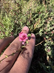 Hermannia coccocarpa