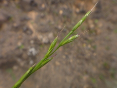 Lolium canariense