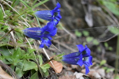 Gentiana acaulis