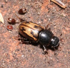 Chilothorax