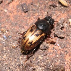 Chilothorax