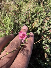 Hermannia coccocarpa