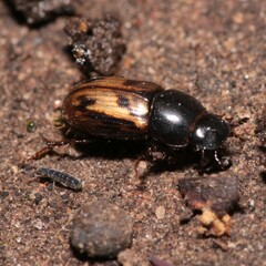 Chilothorax