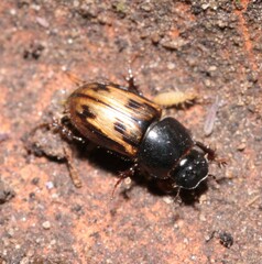 Chilothorax